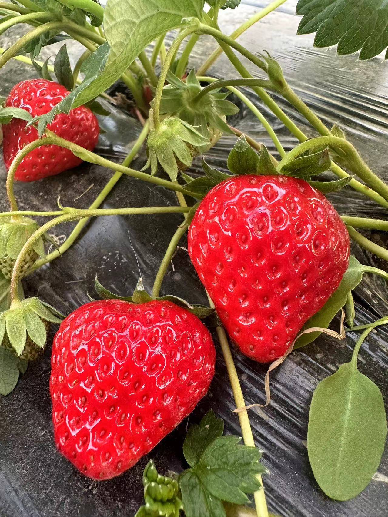 草莓社区最新动态2024，美好生活正式开启的大门🍓