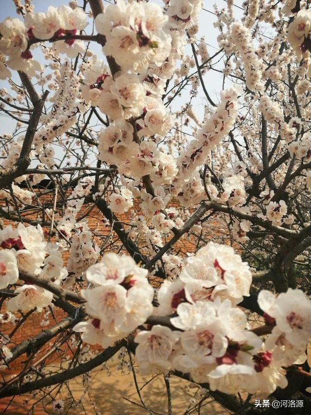 巩义春之花广场舞最新，舞动中的温情日常风采展示