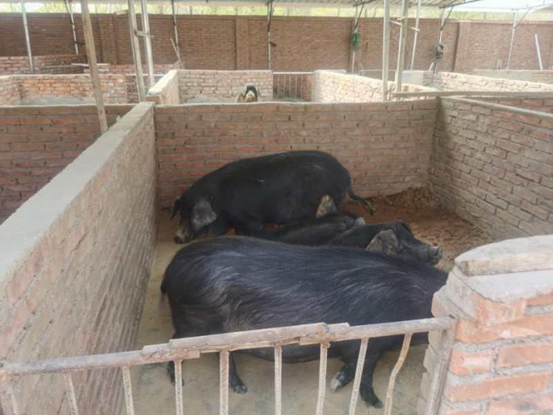 科技重塑黑猪养殖，未来养殖之旅开启