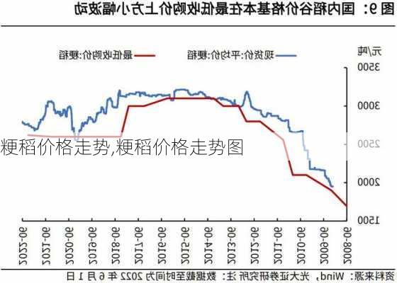 粳稻最新行情概览，市场动态与趋势分析