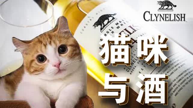 高科技猫咪破解产品重塑猫奴生活，科技魅力揭秘