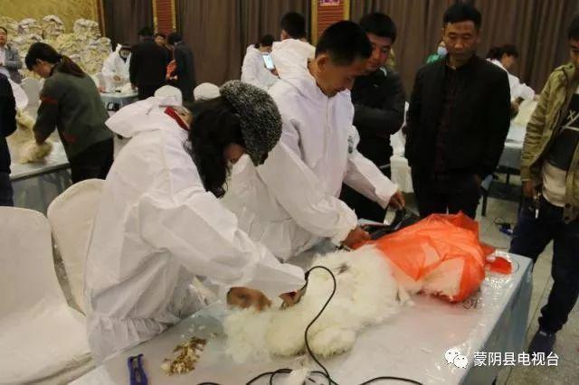 蒙阴兔毛最新价格动态及走势分析