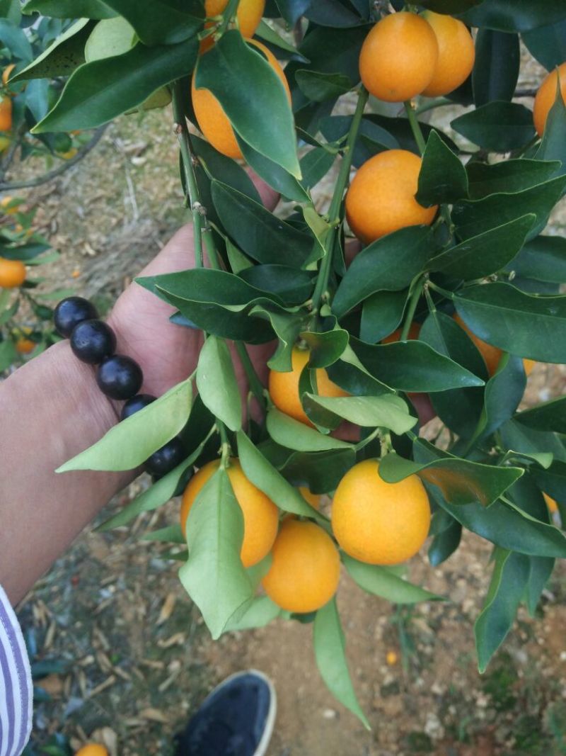 金桔尝鲜季节，领略魅力金桔的盛宴