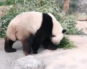扔石头比赛，与自然美景的激情碰撞体验