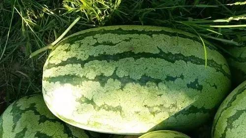 阜阳宁老庄最新动态更新