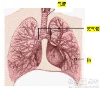 最新肺炎应对步骤指南，从感染到康复的全面指南