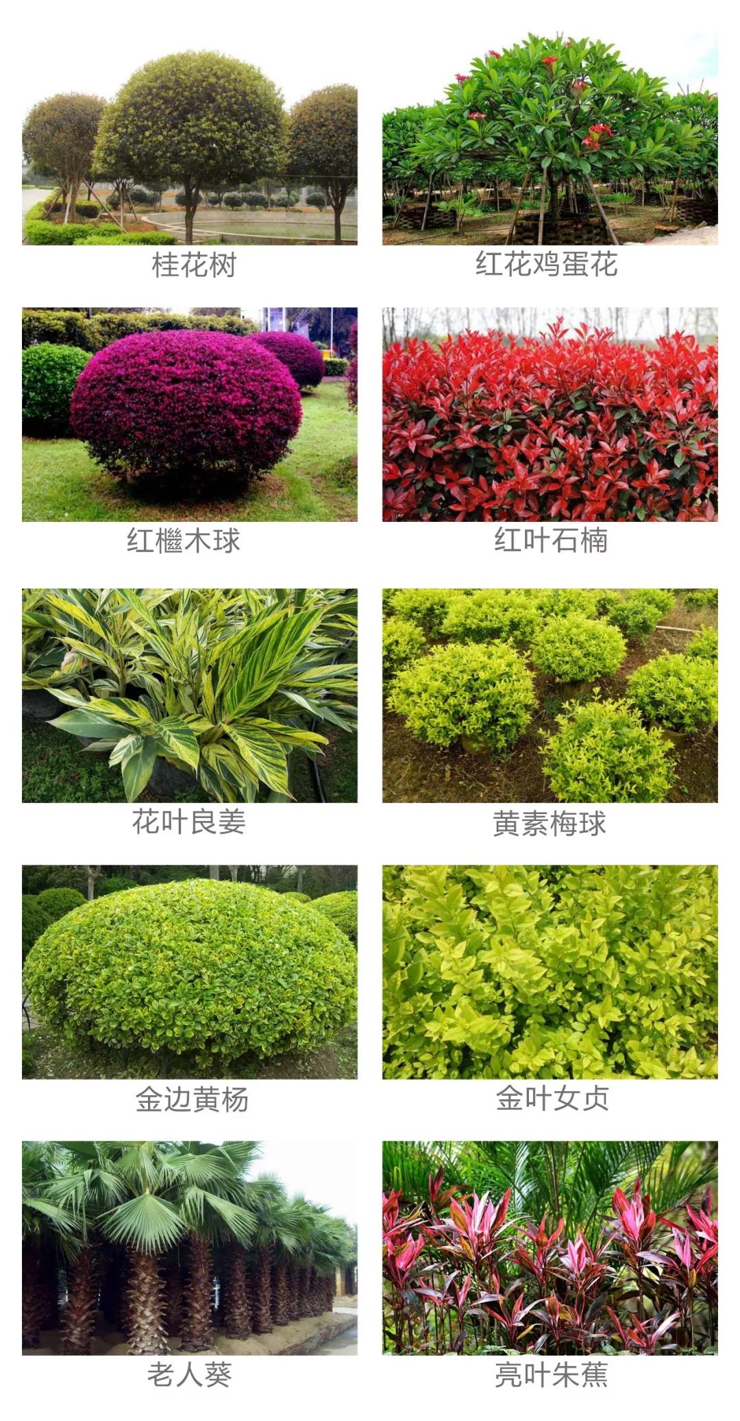 最新绿化树种，家的温馨故事新篇章