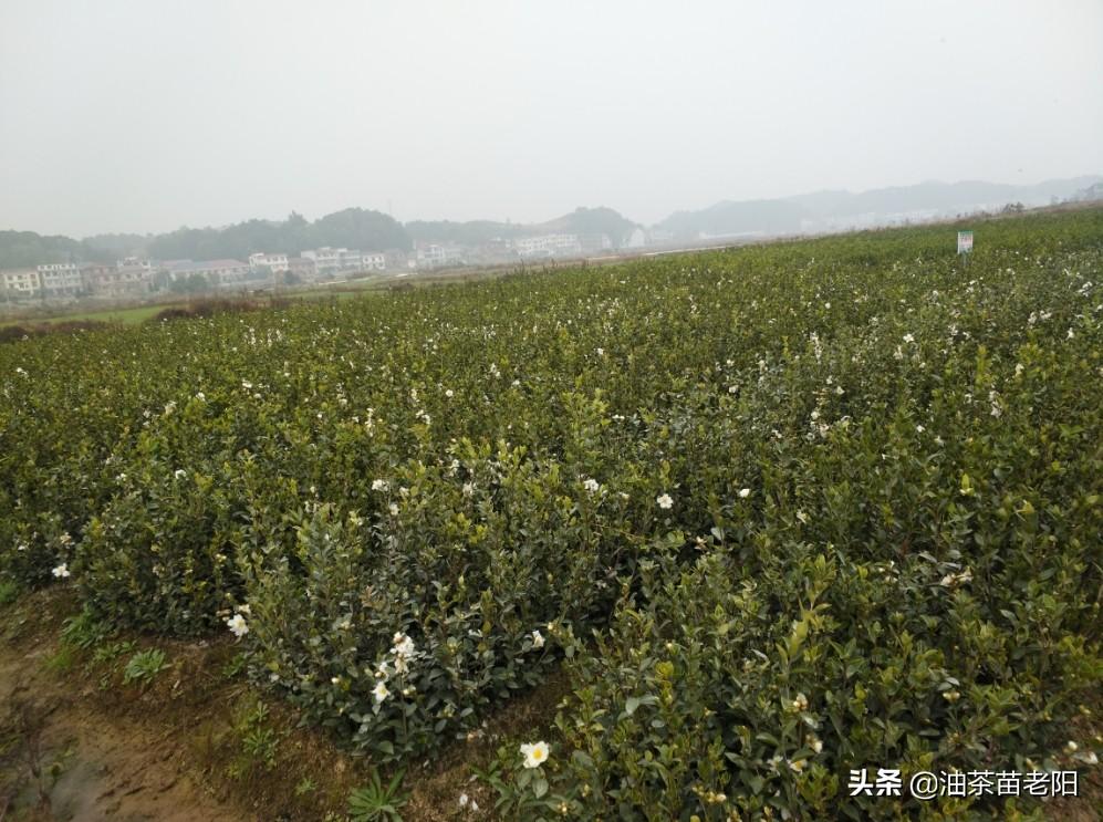 信息技术 第348页