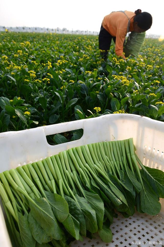 最新菜心种植技术引领农业新时代，科技重塑绿色生活