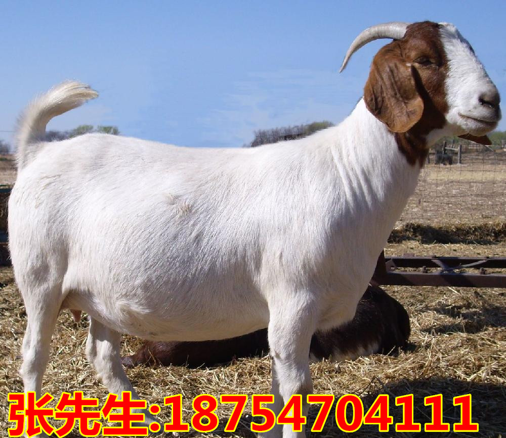 羊羔最新价格揭秘，新鲜资讯大放送！
