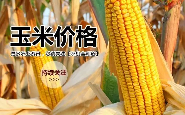 玉米今日最新报价，开启心灵之旅，探寻玉米地里的宁静