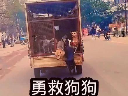 最新救狗视频，生命希望与温暖力量的见证