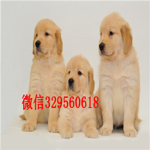金毛犬全方位解析，揭秘金毛价格与特性