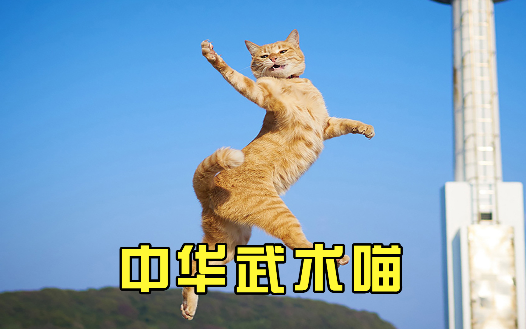 现象级动画功夫猫最新观点探讨