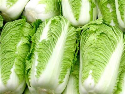 大白菜价格最新动态更新