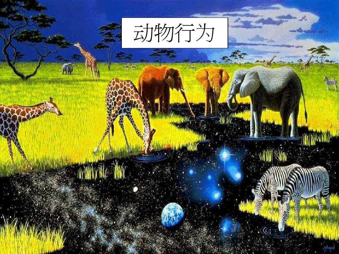 动物世界最新行为研究揭秘，动物行为的新发现与解读