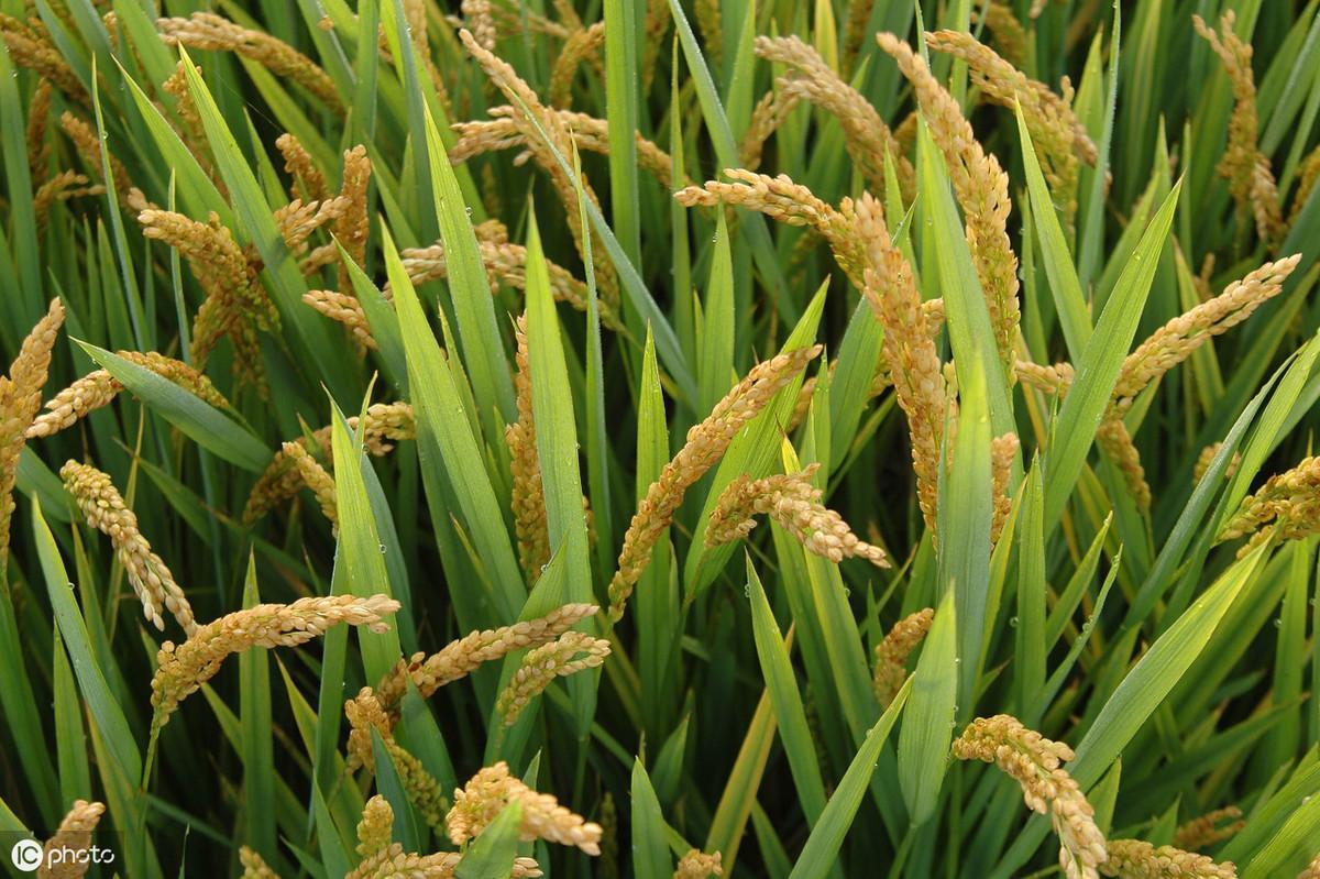 大豆未来行情展望，繁荣还是风险？