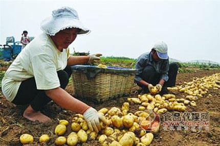 胶州土豆最新价格探讨与分析