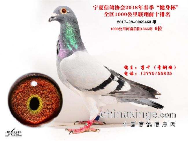 搜鸽网最新鉴鸽视频，自然美景与心灵平静的探索之旅