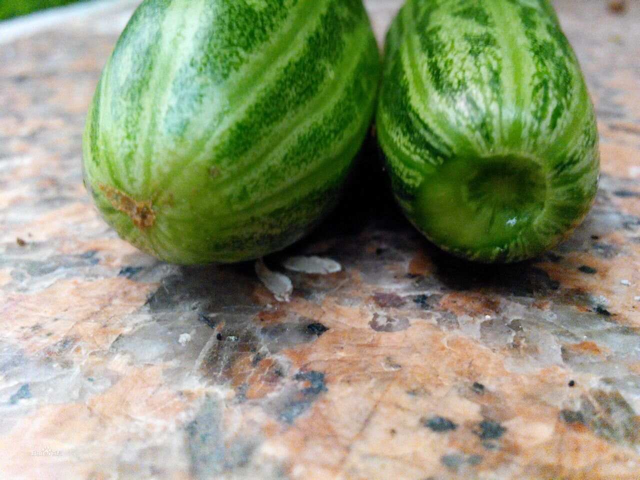菜瓜最新剧集，小巷深处的独特风情