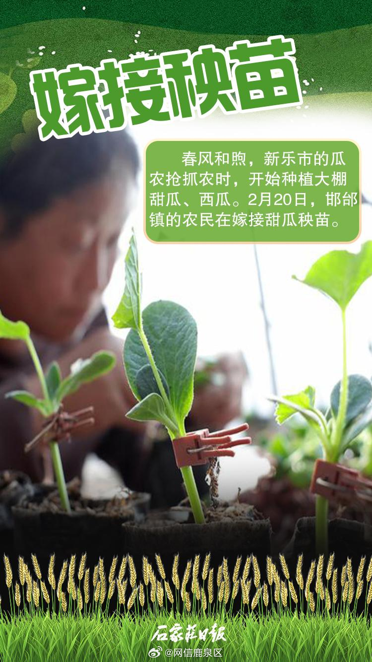 农家独苗最新探索，现代农村的新生代力量崛起