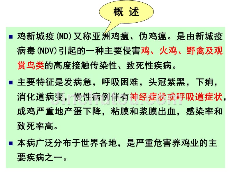 最新鸡瘟情况深度解析与小巷特色美食探秘